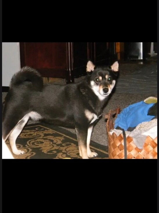 Shiva the Shiba Inu needs help Other - Shiva Passed Away This morning After A Long illness